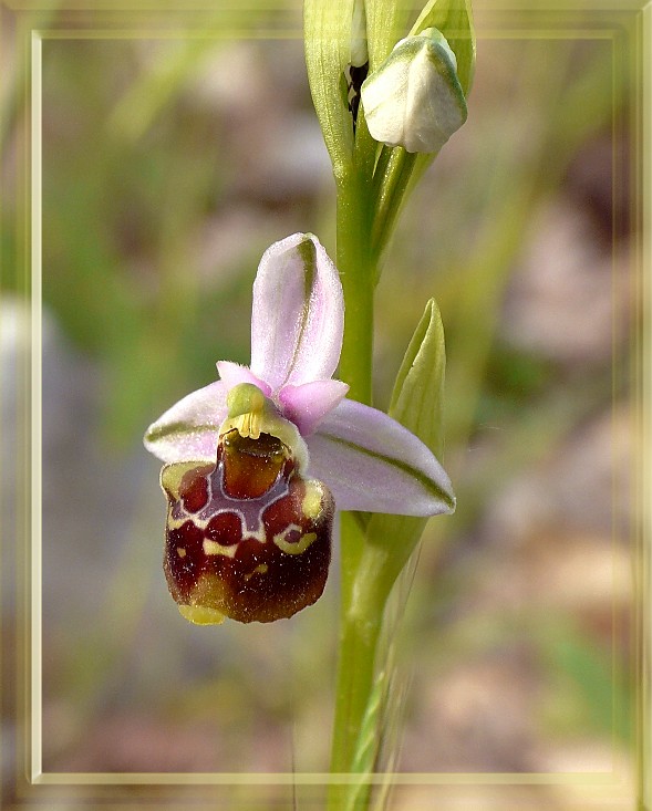 Ophrys holosericea subsp. gracilis